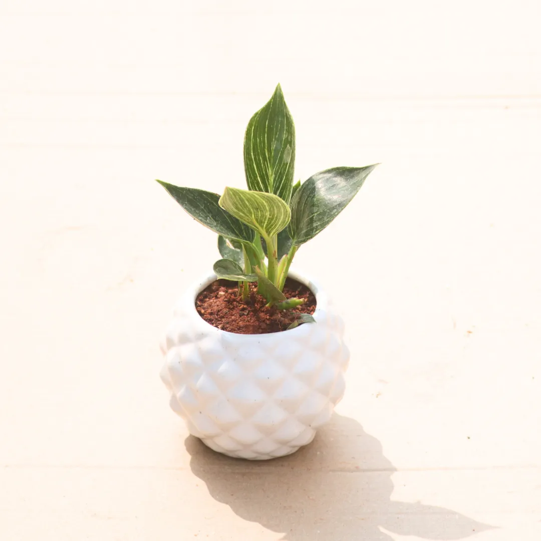 Philodendron Birkin in 4 Inch Classy White Pineapple Textured Ceramic Pot