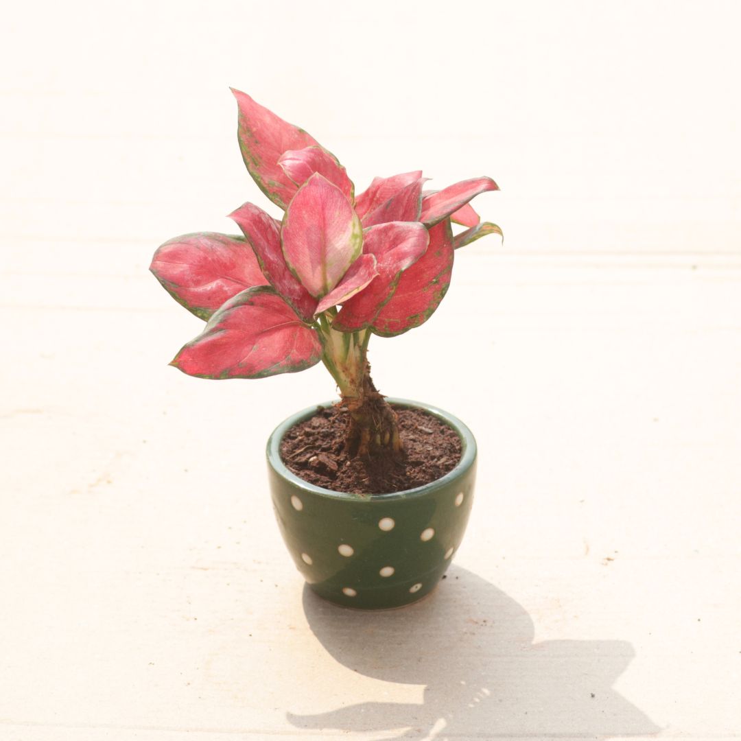 Aglaonema Red Valentine in 3 Inch Classy Cup Ceramic Pot (Any Colour & Design)