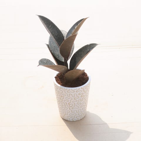 Rubber Black in 5 Inch Vibrant Glass Designer Ceramic Pot (Any Colour & Design)