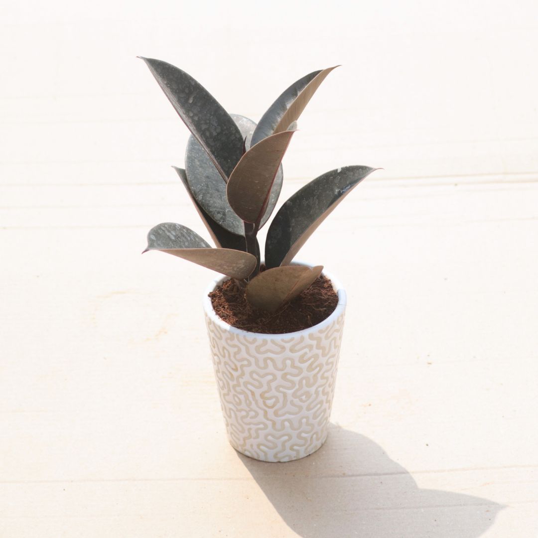 Rubber Black in 5 Inch Vibrant Glass Designer Ceramic Pot (Any Colour & Design)