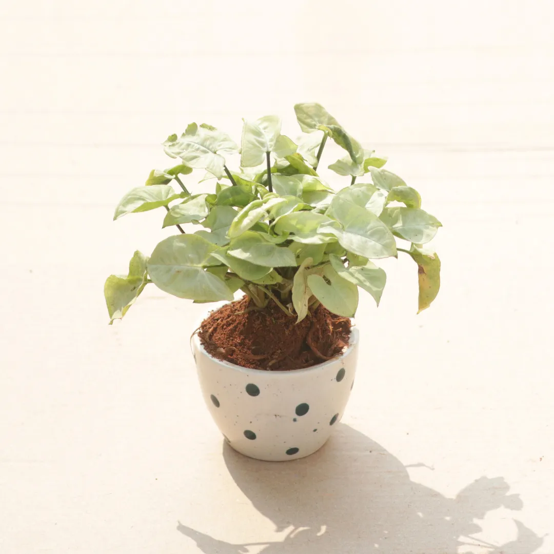 Syngonium Green in 3 Inch Classy Cup Ceramic Pot (Any Colour & Design)