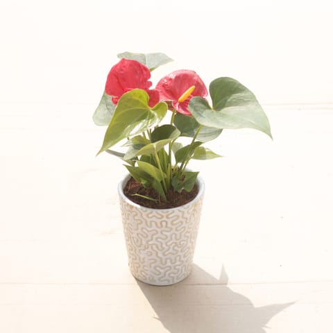 Anthurium Red (3 in 1) in 5 Inch Vibrant Glass Designer Ceramic Pot (Any Colour & Design)