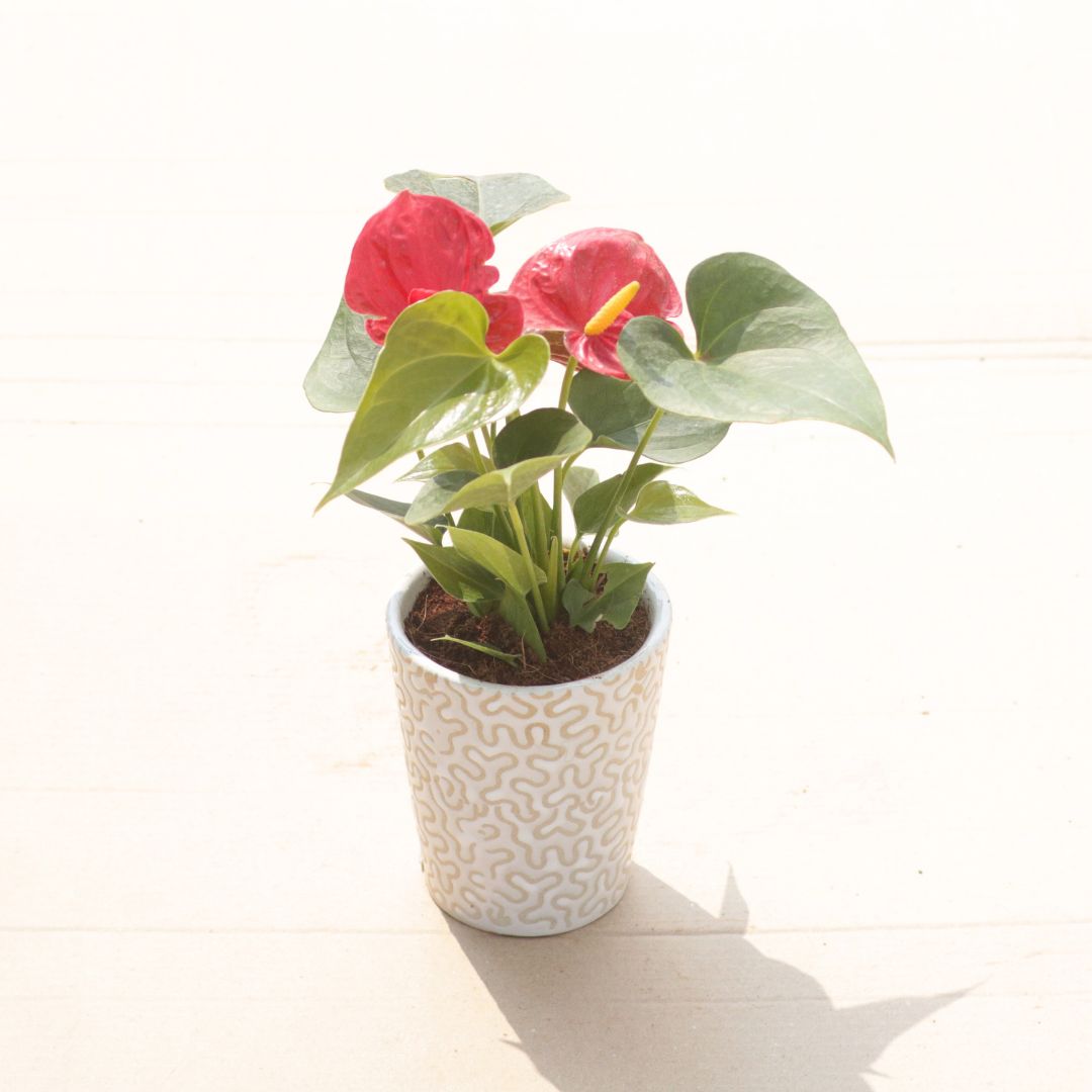 Anthurium Red (3 in 1) in 5 Inch Vibrant Glass Designer Ceramic Pot (Any Colour & Design)