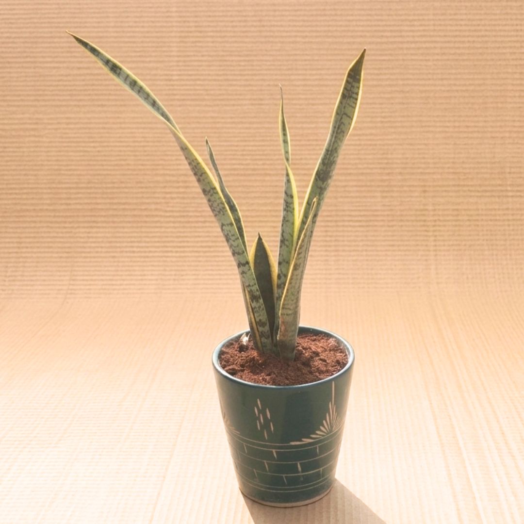 Snake Yellow Long (~1.5 Ft) in 7 Inch Vibrant Glass Designer Ceramic Pot (Any Colour & Design)