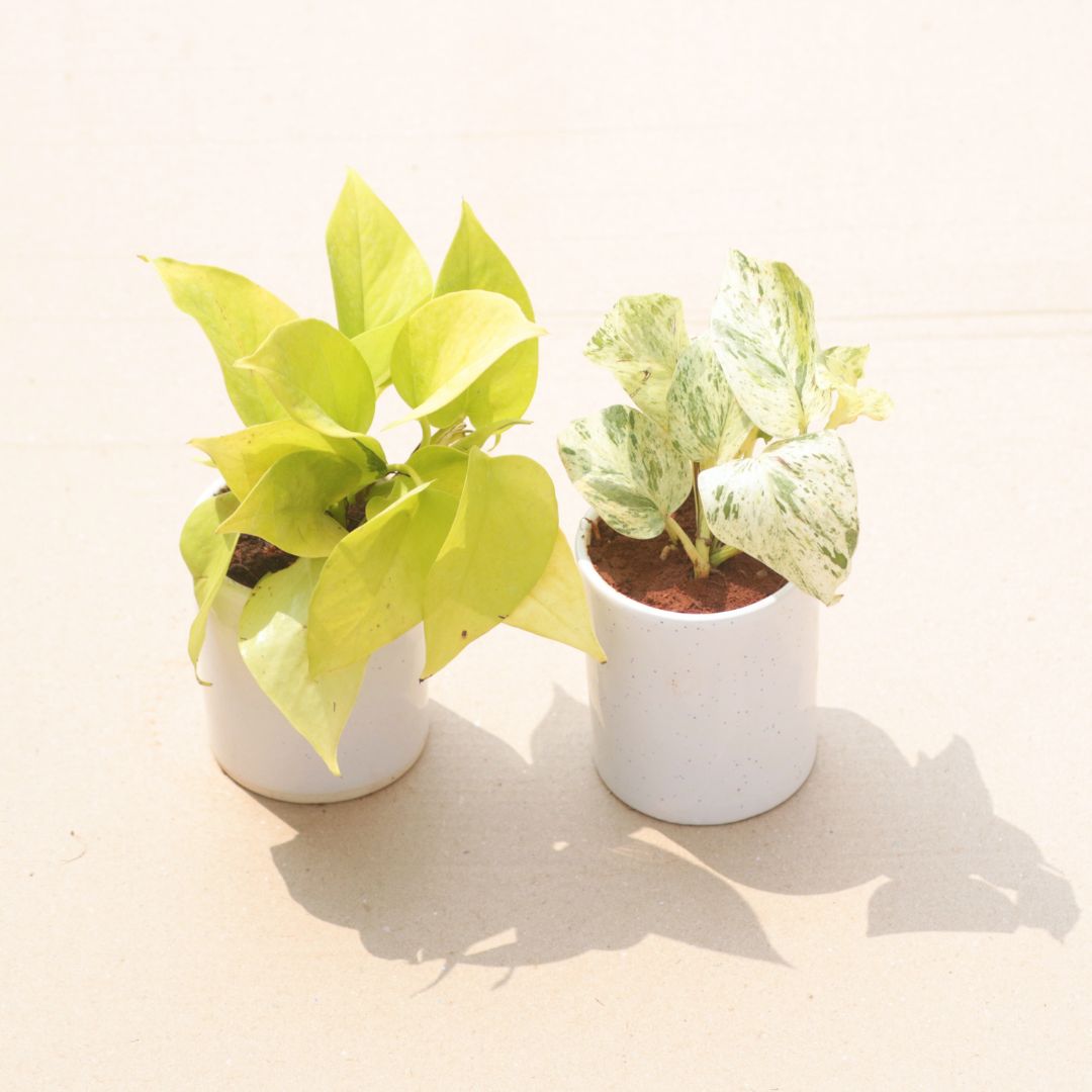 Set of 2 - Money Plant (Golden & Marble) in 4 Inch White Classy Cylindrical Ceramic Pot