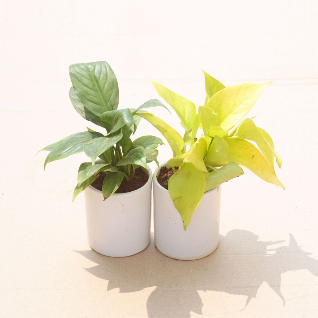 Set of 2 - Peace Lily & Money Plant Golden in 4 Inch White Classy Cylindrical Ceramic Pot