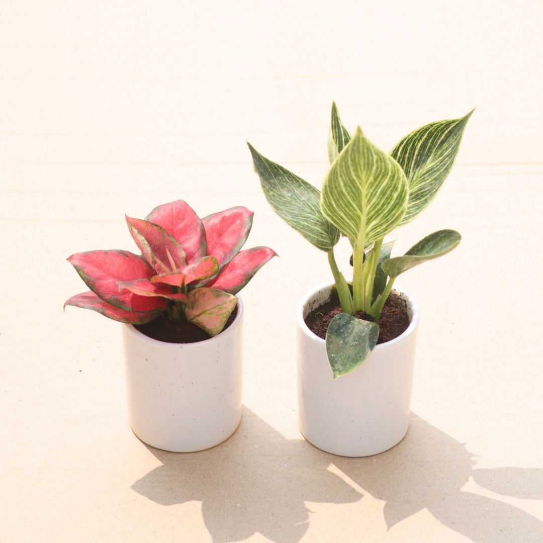 Set of 2 - Aglaonema Red Valentine & Philodendron Birkin in 4 Inch White Classy Cylindrical Ceramic Pot