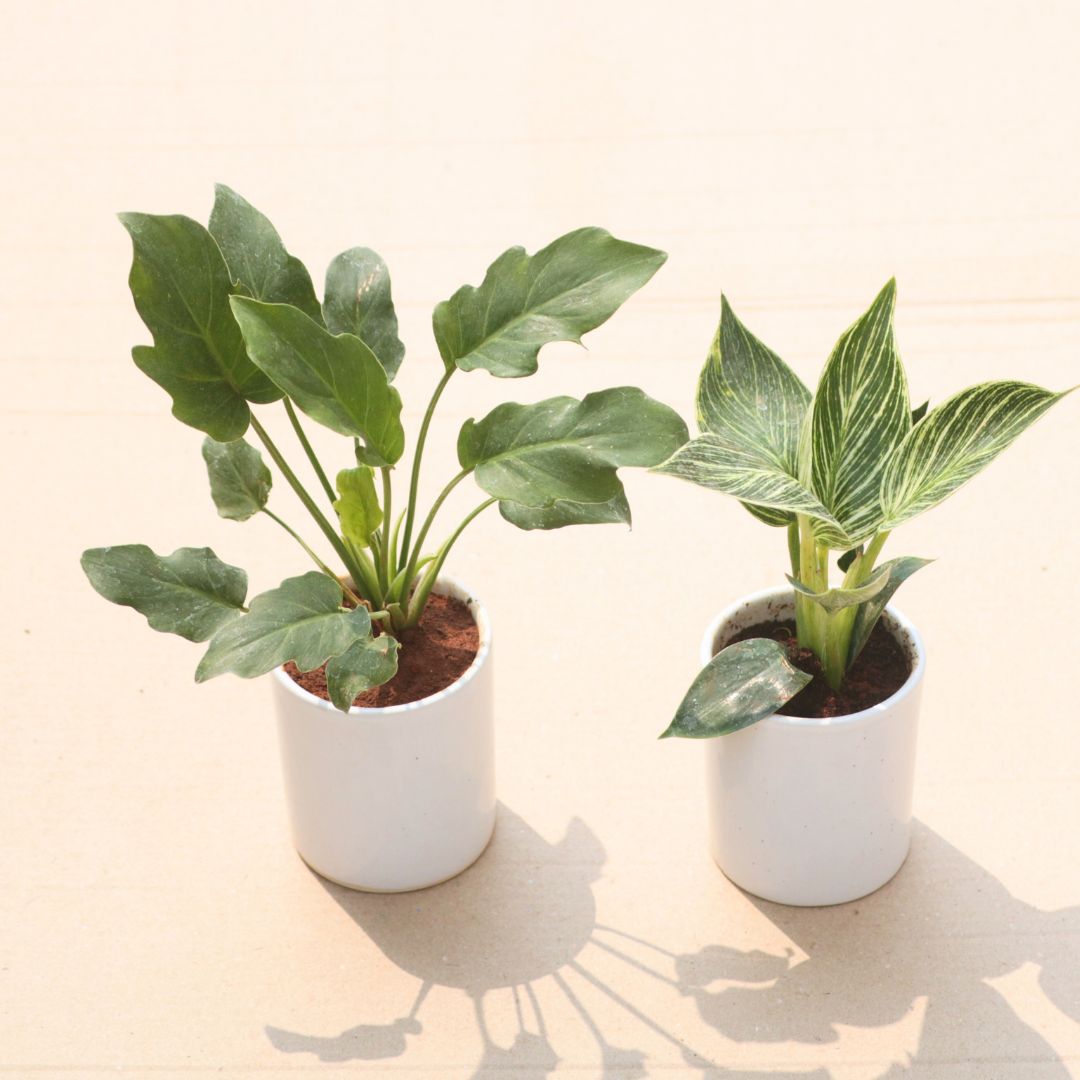 Set of 2 - Philodendron (Xanadu Green & Birkin) in 4 Inch White Classy Cylindrical Ceramic Pot