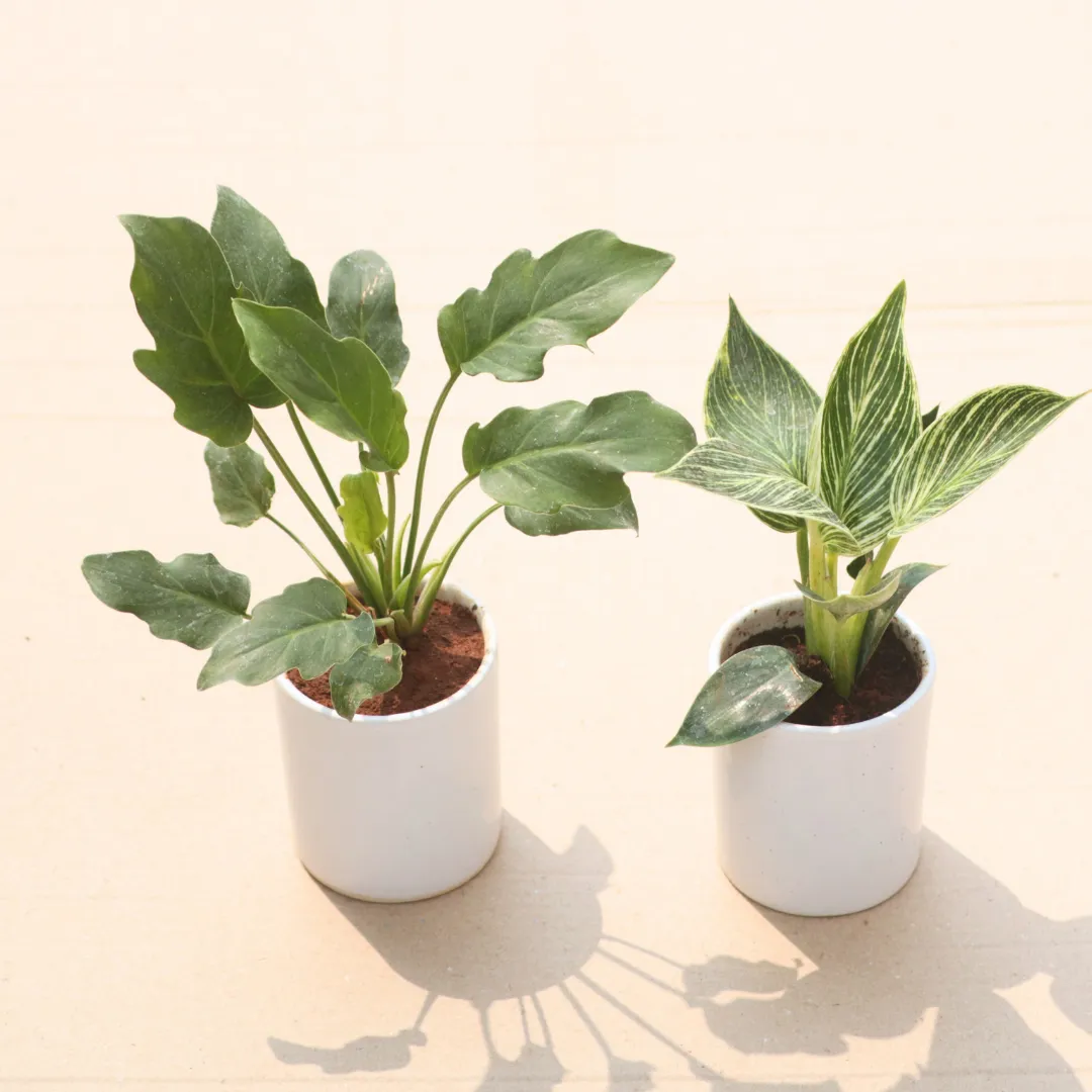 Set of 2 - Philodendron (Xanadu Green & Birkin) in 4 Inch White Classy Cylindrical Ceramic Pot