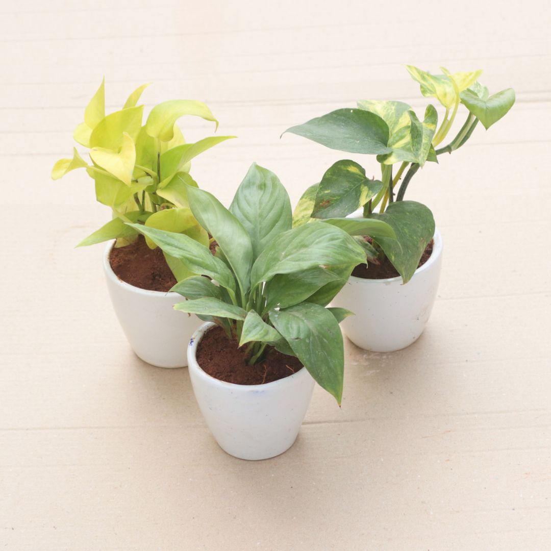 Set of 3 - Peace Lily, Money Plant Green & Money Plant Golden in 4 Inch White Classy Cylindrical Ceramic Pot