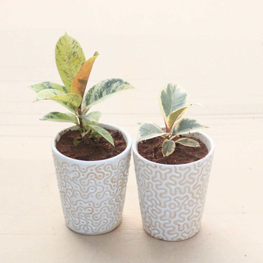 Set of 2 - Rubber (Green & Variegated White) in 5 Inch Vibrant Glass Designer Ceramic Pot (Any Colour & Design)