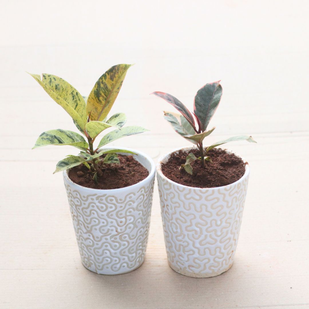Set of 2 - Rubber (Green & Pink) in 5 Inch Vibrant Glass Designer Ceramic Pot (Any Colour & Design)