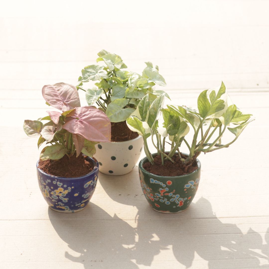 Set of 3 - Syngonium Pink, Syngonium Green & Money Plant N'Joy in 3 Inch Classy Cup Ceramic Pot (Any Colour & Design)