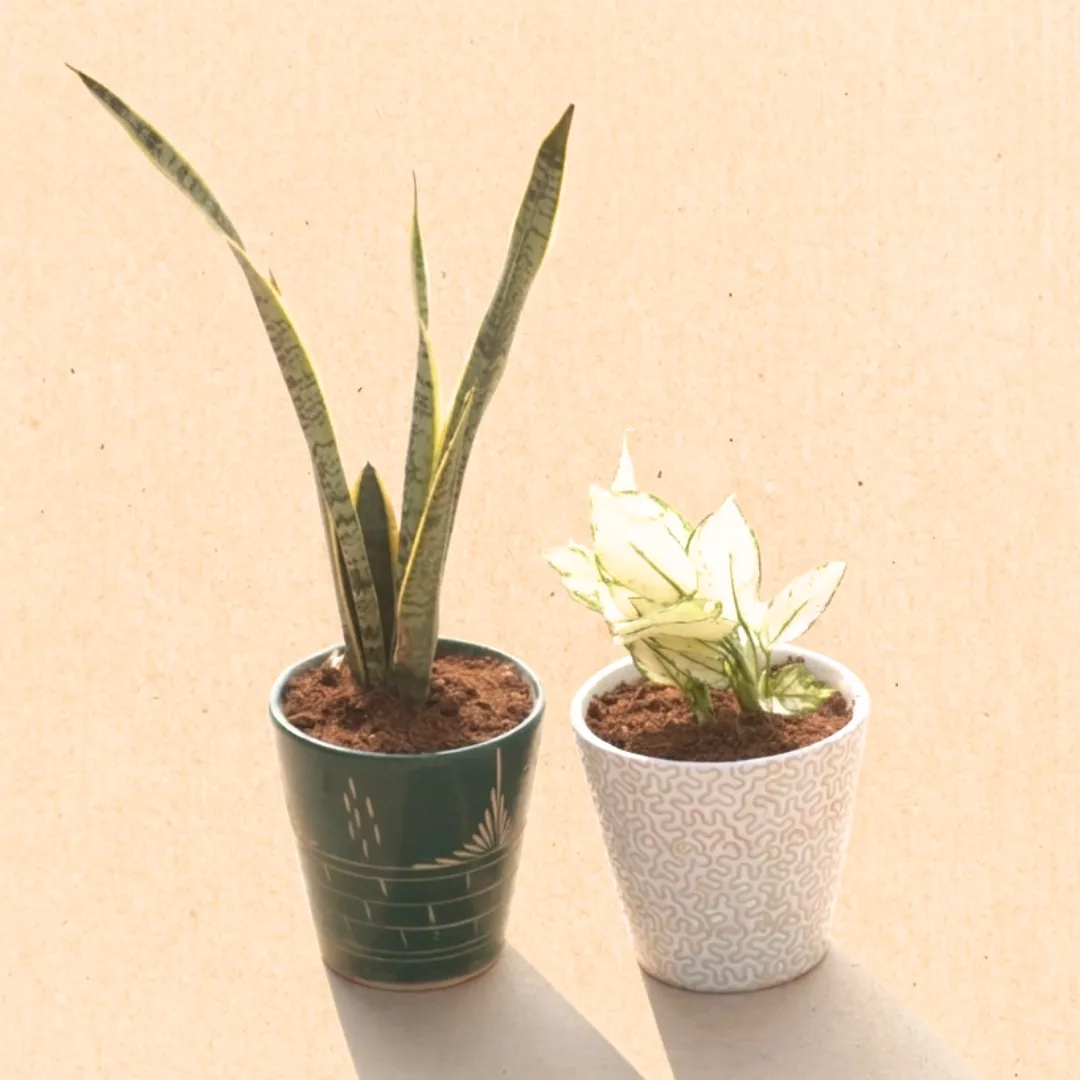 Set of 2 - Aglaonema Super White & Snake Yellow Long (~1.5 Ft) in 7 Inch Vibrant Glass Designer Ceramic Pot (Any Colour & Design)