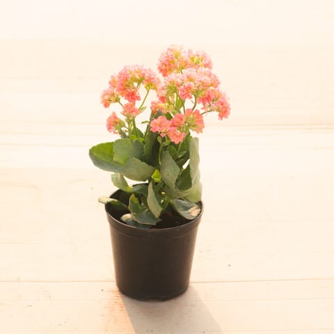 Kalanchoe Orange in 4 Inch Nursery Pot