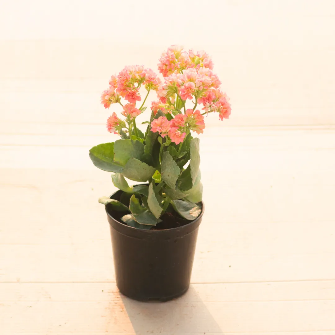 Kalanchoe Orange in 4 Inch Nursery Pot
