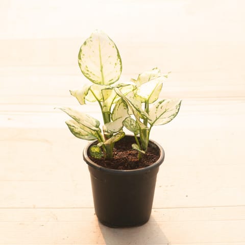 Aglaonema Super White in 5 Inch Nursery Pot