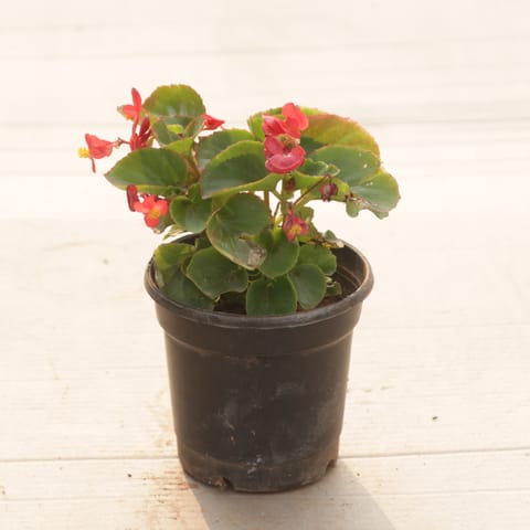 Begonia Red in 4 Inch Nursery Pot