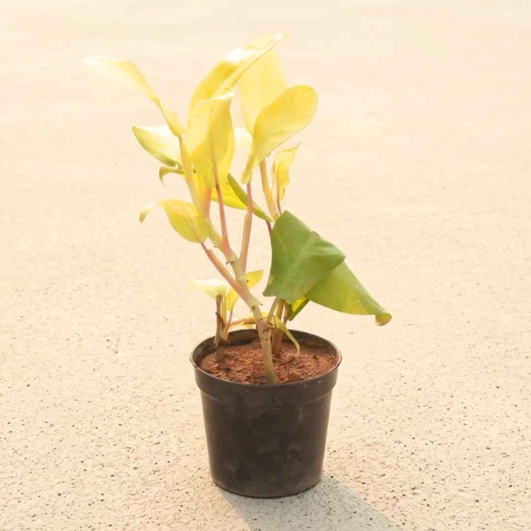 Philodendron Ceylon Golden in 6 Inch Nursery Pot