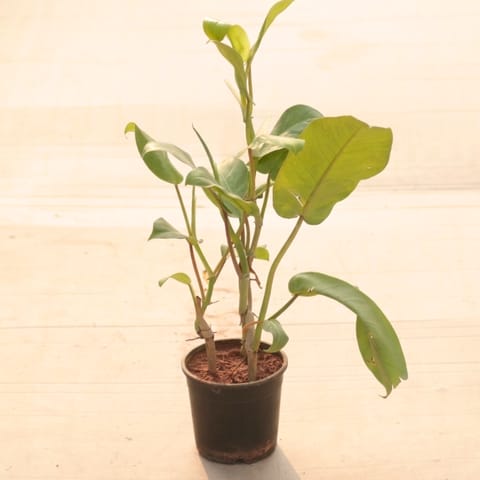 Philodendron Green in 6 Inch Nursery Pot
