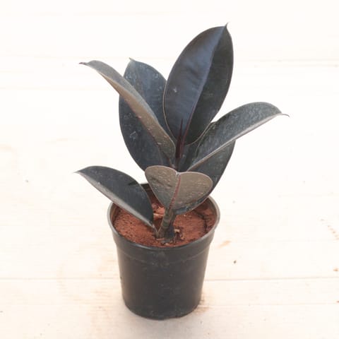Rubber Black in 5 Inch Nursery Pot