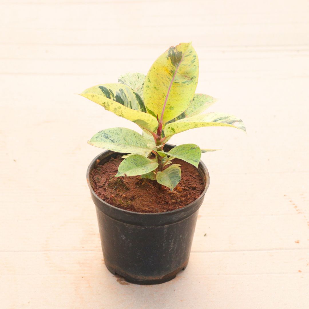 Rubber Green in 6 Inch Nursery Pot