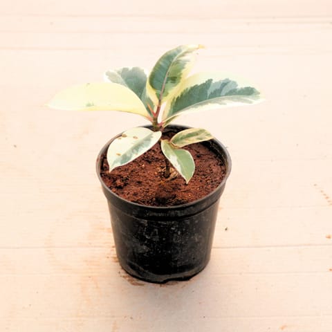 Rubber Variegated White in 6 Inch Nursery Pot