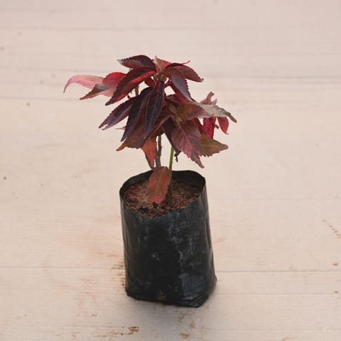 Acalypha Red in 4 Inch Nursery Bag