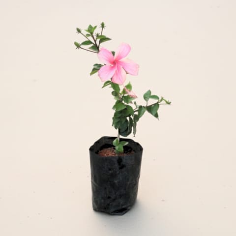 Hibiscus / Gudhal China Pink in 4 Inch Nursery Bag