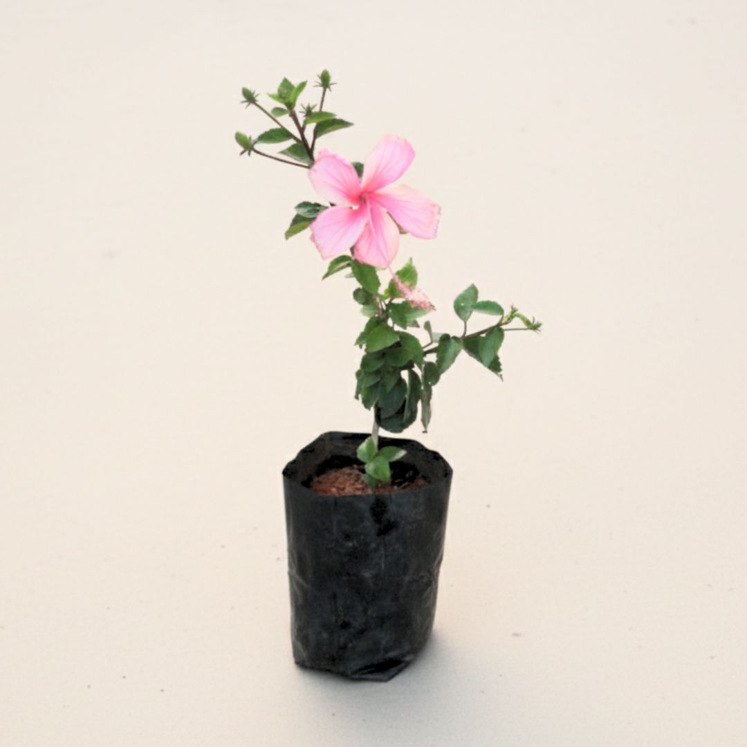 Hibiscus / Gudhal China Pink in 4 Inch Nursery Bag