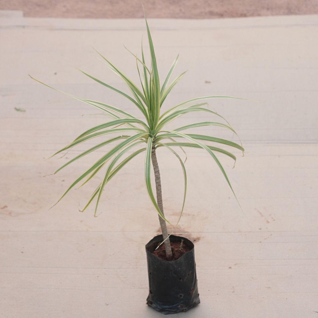 Dracaena Marginata White in 4 Inch Nursery Bag