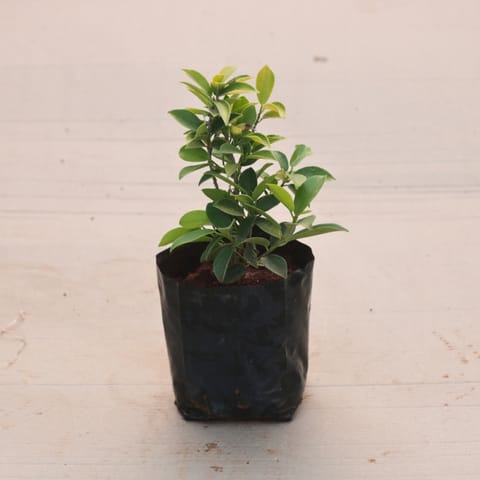 Ficus Panda Golden in 6 Inch Nursery Bag