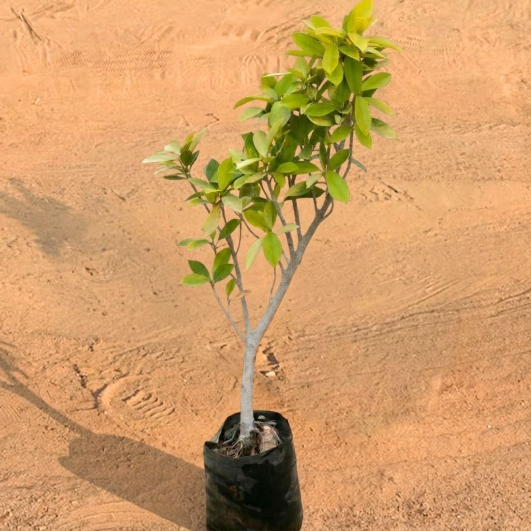 Duranta Golden in 4 Inch Nursery Bag