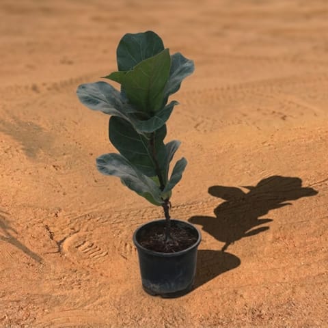 Fiddle Leaf Fig / Ficus Lyrata (~1 Ft) in 5 Inch Nursery Pot