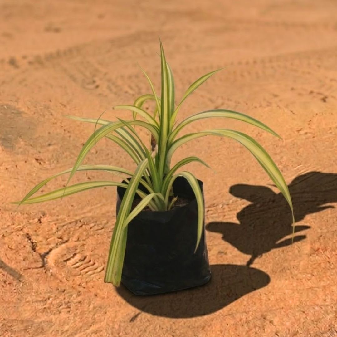 Pandanus / Screwpine in 4 Inch Nursery Bag