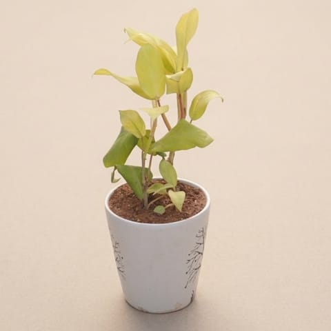 Philodendron Ceylon Golden in 7 Inch Live Plant Vibrant Glass Designer Ceramic Pot (Any Colour & Design)