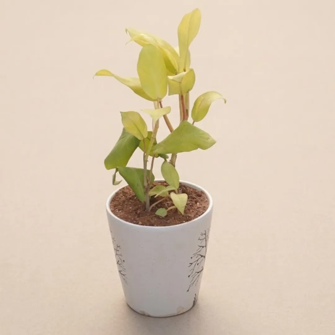 Philodendron Ceylon Golden in 7 Inch Vibrant Glass Designer Ceramic Pot (Any Colour & Design)
