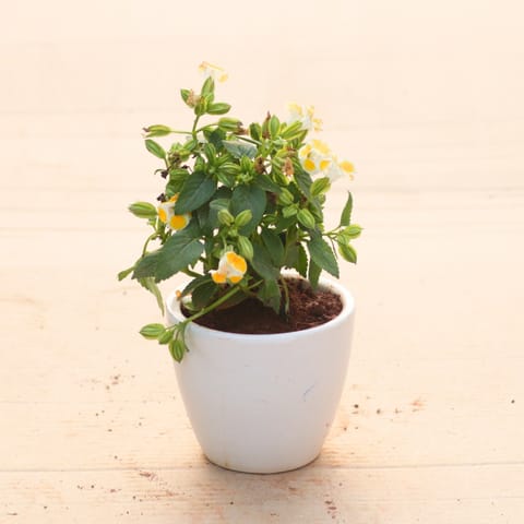 Wishbone / Torenia Yellow in 4 Inch White Classy Cup Ceramic Pot