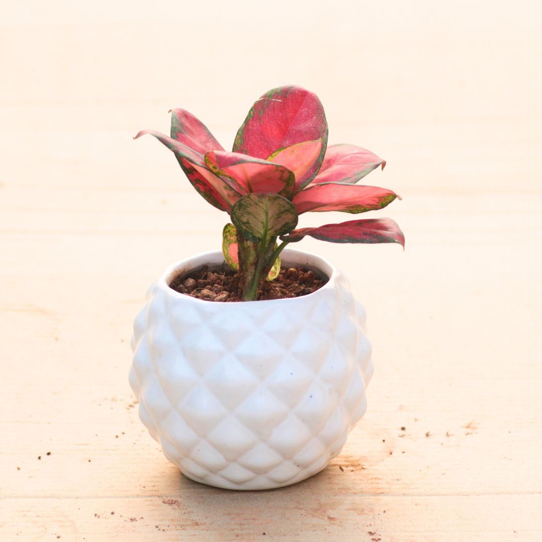 Aglaonema Red Valentine in 4 Inch Classy White Pineapple Textured Ceramic Pot