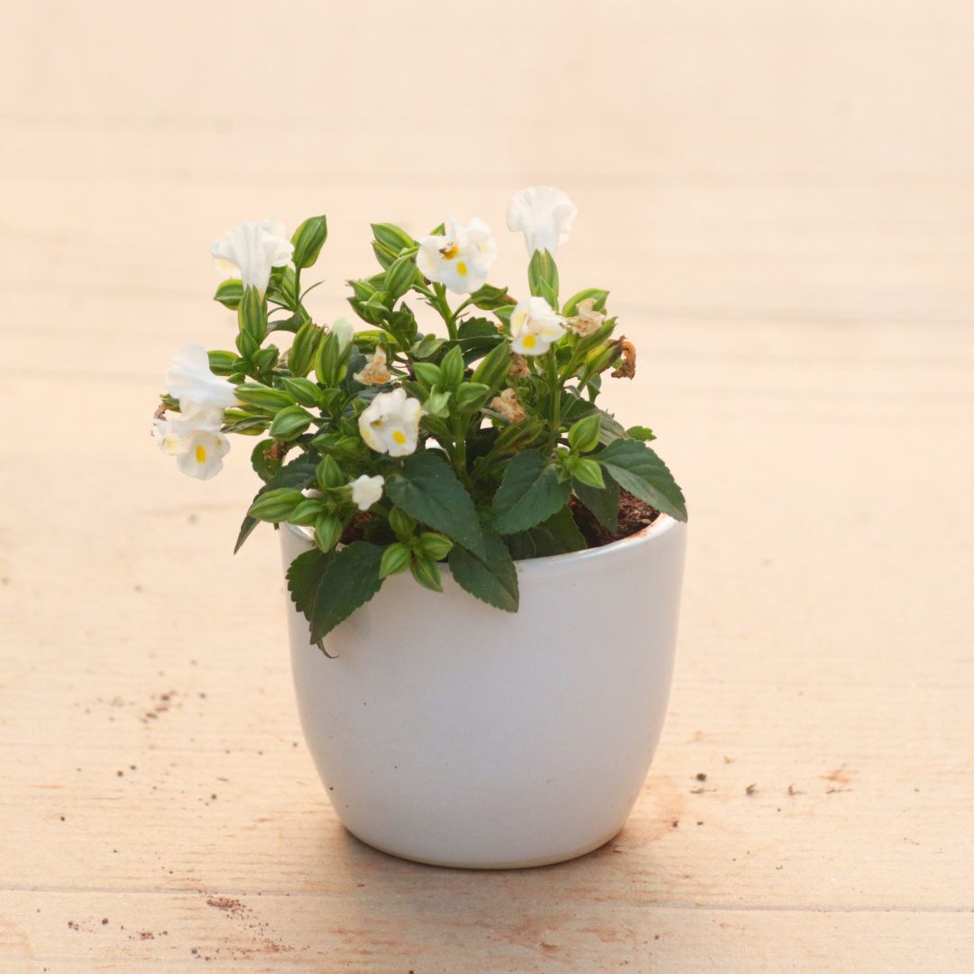 Wishbone / Torenia White in 4 Inch White Classy Cup Ceramic Pot