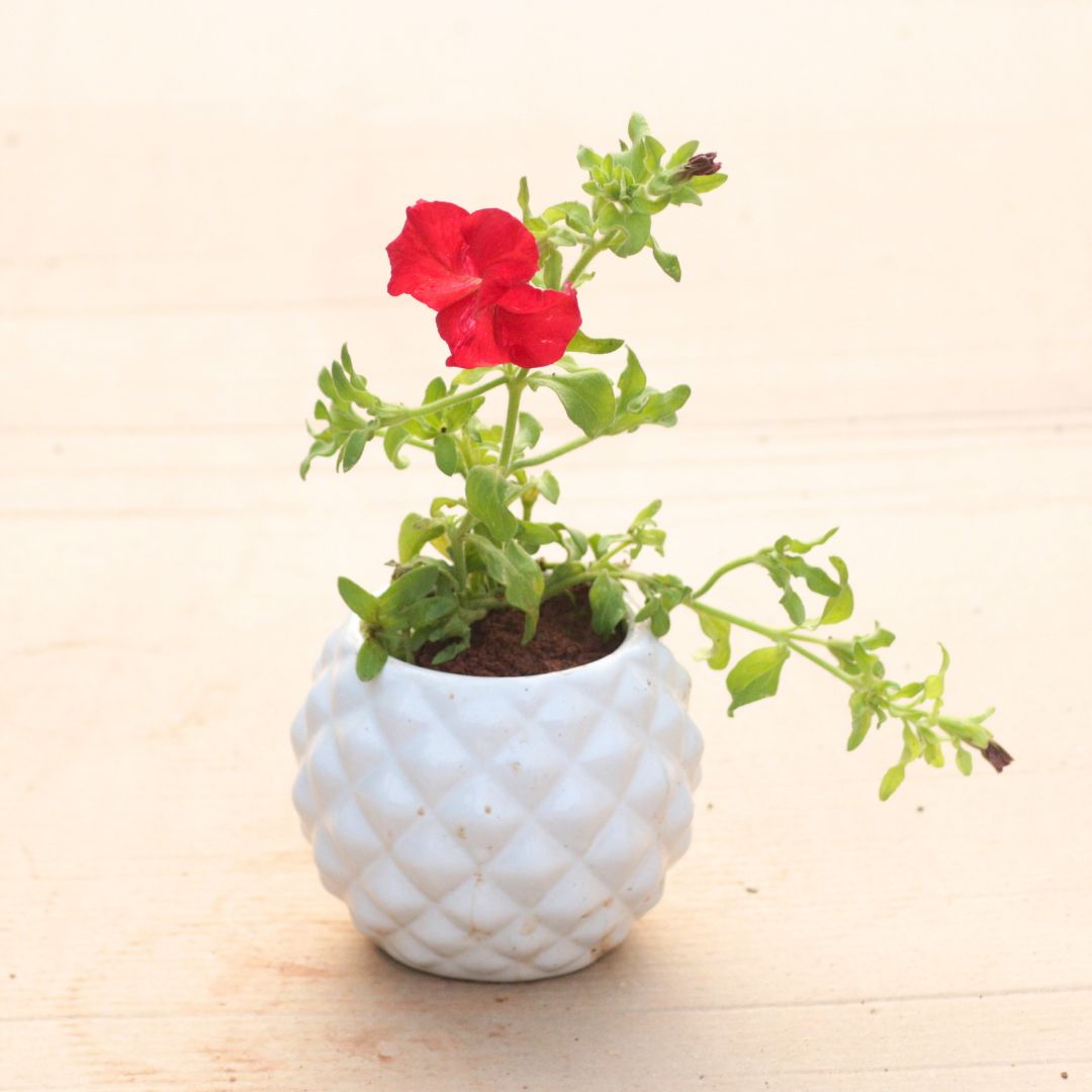 Petunia (Any Colour) in 4 Inch Classy White Pineapple Textured Ceramic Pot