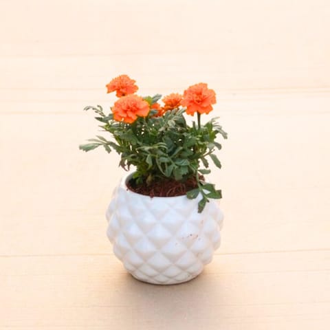 Marigold / Genda Jafri (Any Colour) in 4 Inch Classy White Pineapple Textured Ceramic Pot