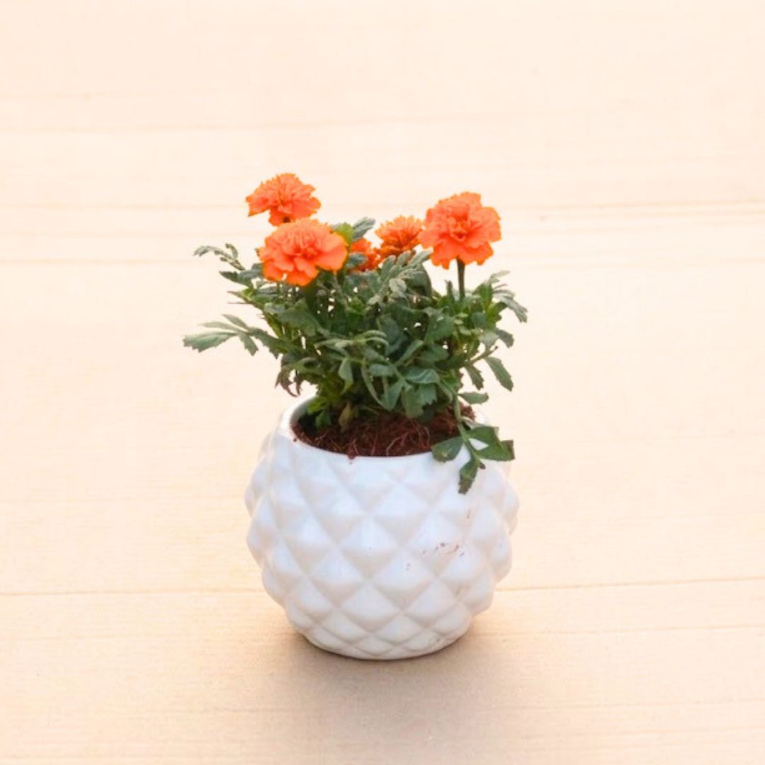 Marigold / Genda Jafri (Any Colour) in 4 Inch Classy White Pineapple Textured Ceramic Pot