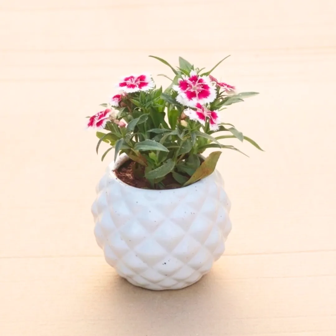 Dianthus (Any Colour) in 4 Inch Classy White Pineapple Textured Ceramic Pot