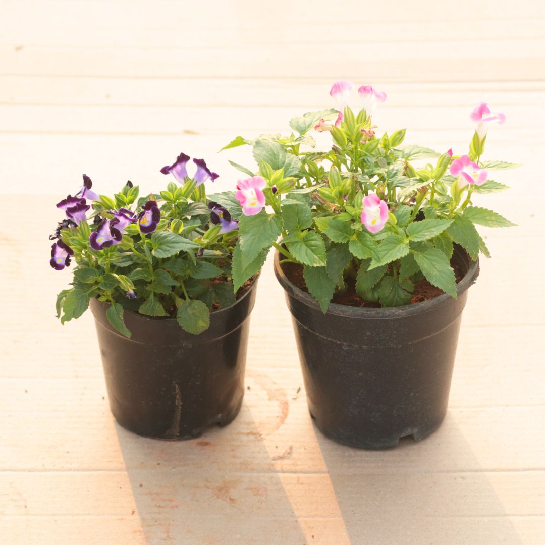Set of 2 - Wishbone / Torenia (Blue & Pink) in 4 Inch Nursery Pot