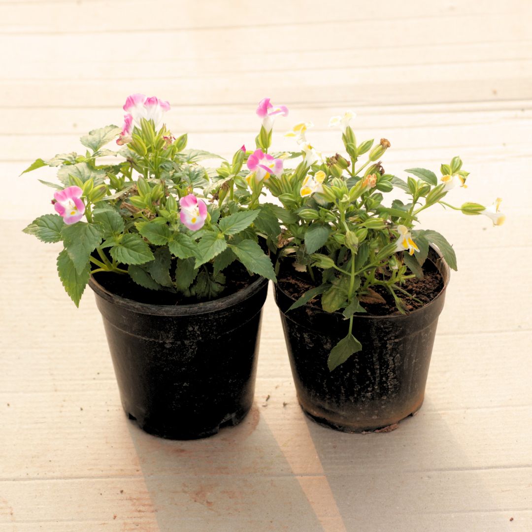 Set of 2 - Wishbone / Torenia (Yellow & Pink) in 4 Inch Nursery Pot