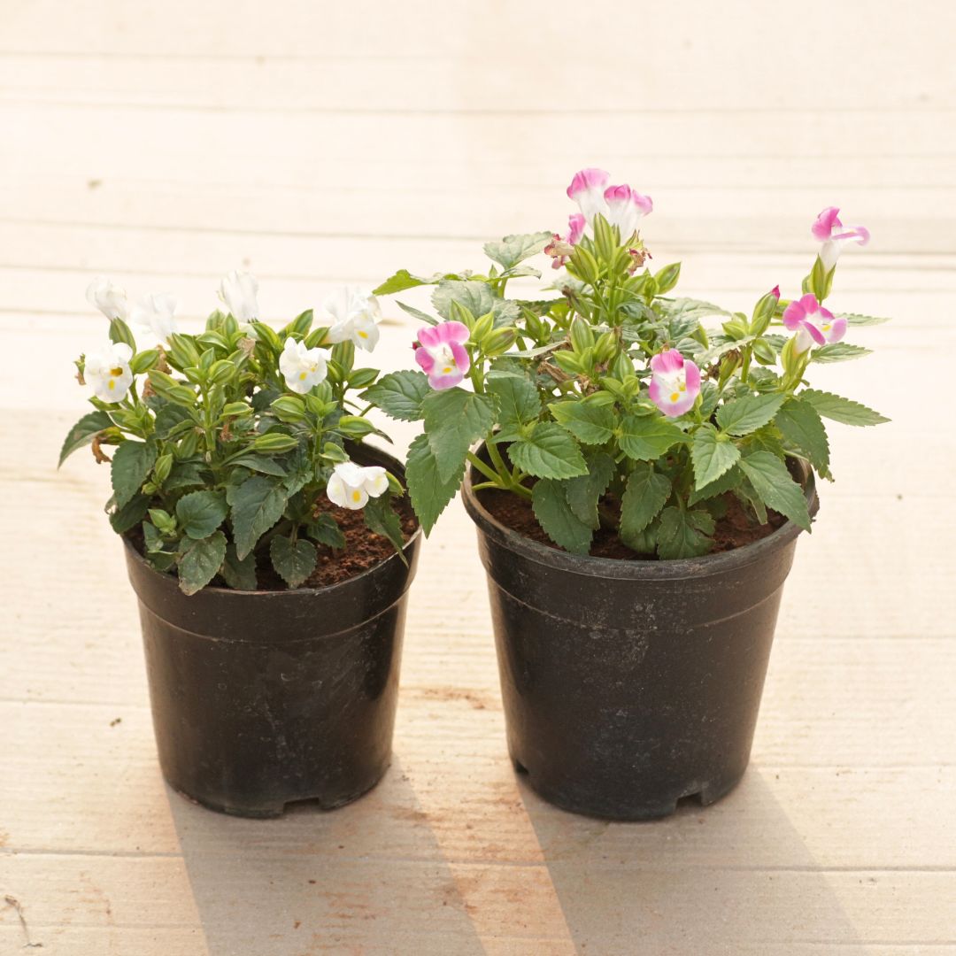 Set of 2 - Wishbone / Torenia (White & Pink) in 4 Inch Nursery Pot