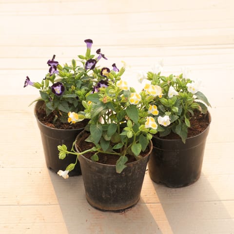 Set of 3 - Wishbone / Torenia (Blue, White & Yellow) in 4 Inch Nursery Pot