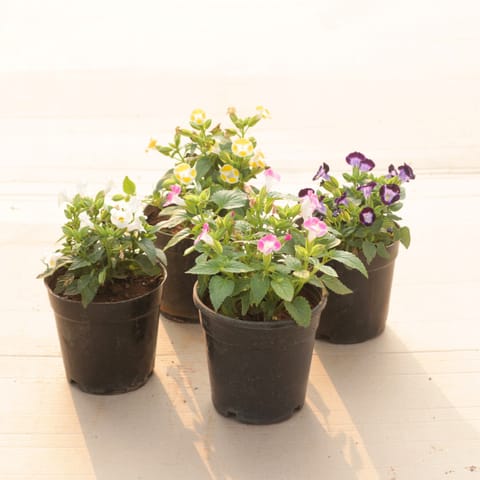Set of 4 - Wishbone / Torenia (Blue, Pink, White & Yellow) in 4 Inch Nursery Pot