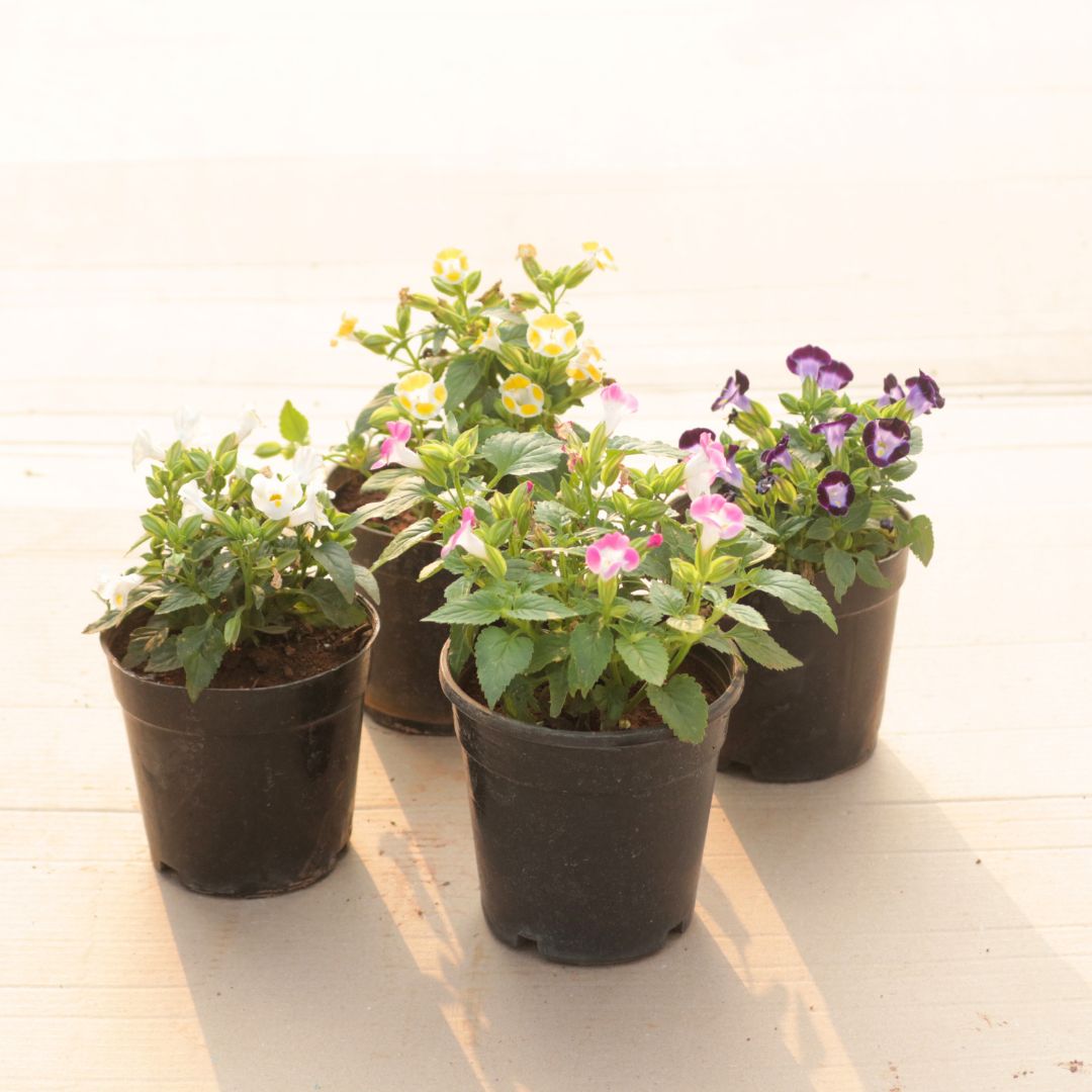 Set of 4 - Wishbone / Torenia (Blue, Pink, White & Yellow) in 4 Inch Nursery Pot
